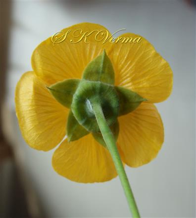  Flower (Lower view)